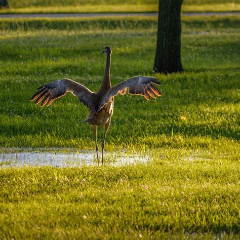 Sand Crane