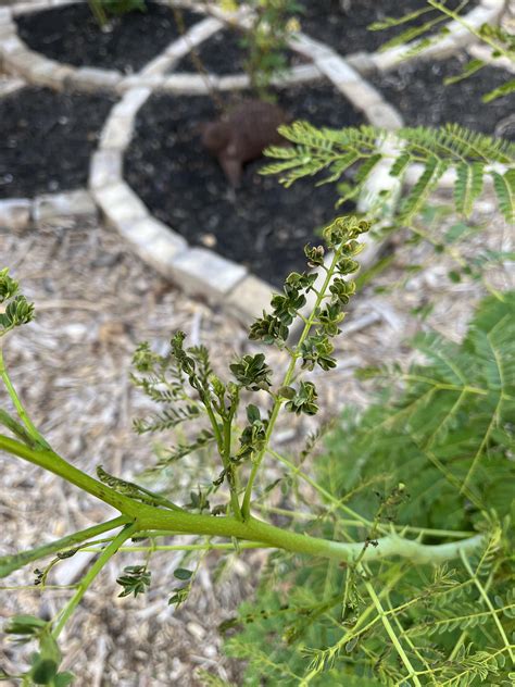My Pride of Barbados started getting mutated leaves, I assume due to aphids since I saw some on ...