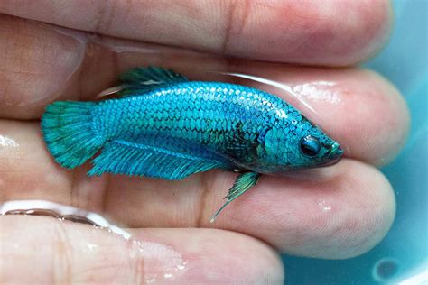 The Fragile Breath of a Betta: Exploring Their Life Beyond Water's Edge