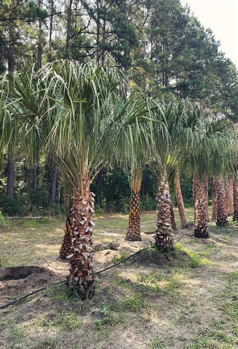 About | Cold Hardy Palms | Charleston SC