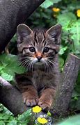 Image result for Crazy Cute Kittens