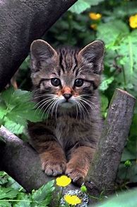 Image result for Cute Baby Cats
