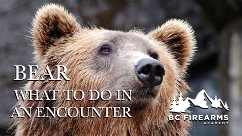 Image result for Bear Program