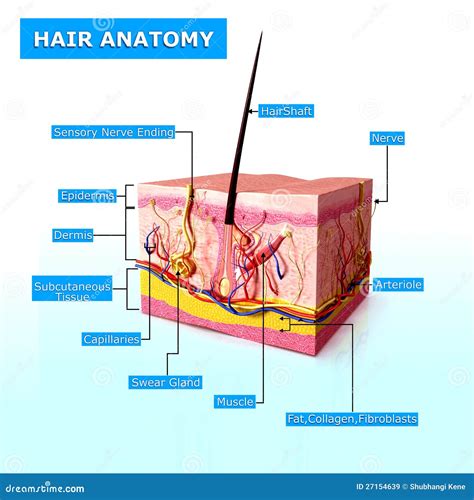 List 99+ Pictures Label The Parts Of The Hair And Hair Follicle Superb