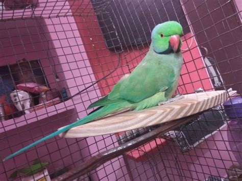 Sage Square 8inch/20 cm Light Weight Natural Wood Corner Platform/Perch ...