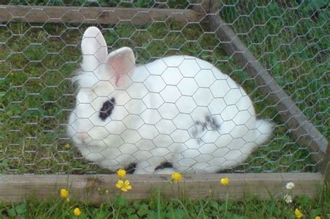 Hasen Kaninchen Kleinanzeigen | Hasen Kaninchen Annoncen | Hasen ...