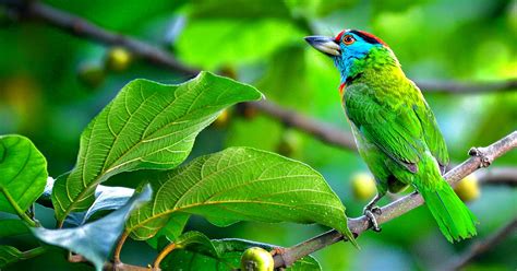 Discover Bodoland: Unexplored Beauty in Northeast India