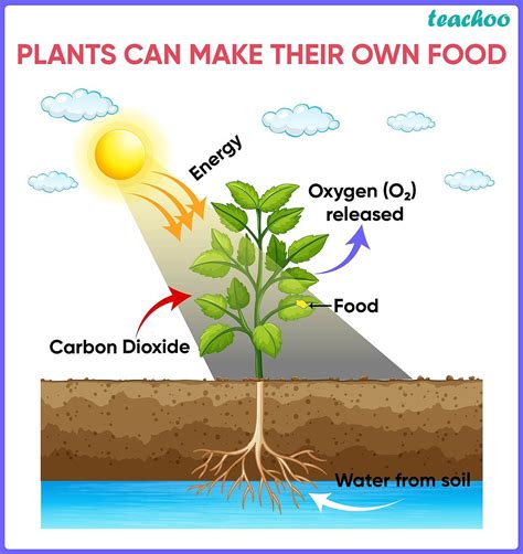 [Biology] Why are green plants called producers? - Class 10 Teachoo