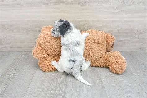 Image result for Cockapoo Dog Baby