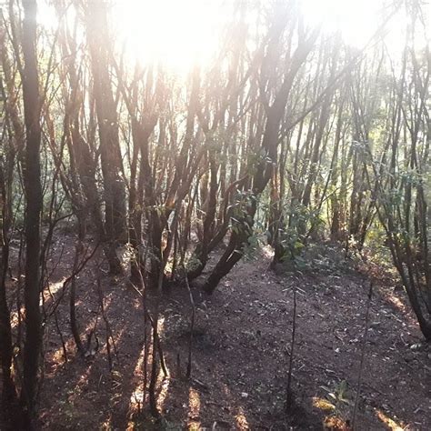 GLAMPING MIRADOR DE ESTAQUILLA (Los Muermos) - Campground Reviews ...