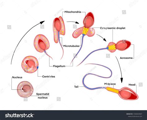 Spermatogenesis Development Humen Sperm Cell Cycle Stock Illustration ...