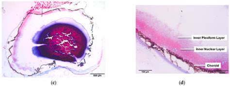 Multimodal Imaging of Metals in a Retinal Degeneration Model to Inform ...