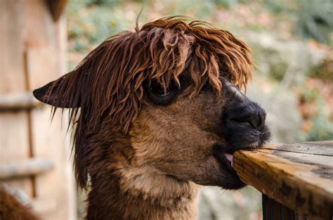What Do Alpacas Eat? (Alpaca Diet Explained) - Child's Play Alpaca