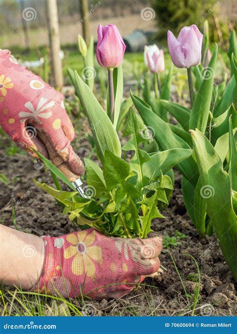 Weeding out stock photo. Image of sprouts, remove, cultivate - 70600694