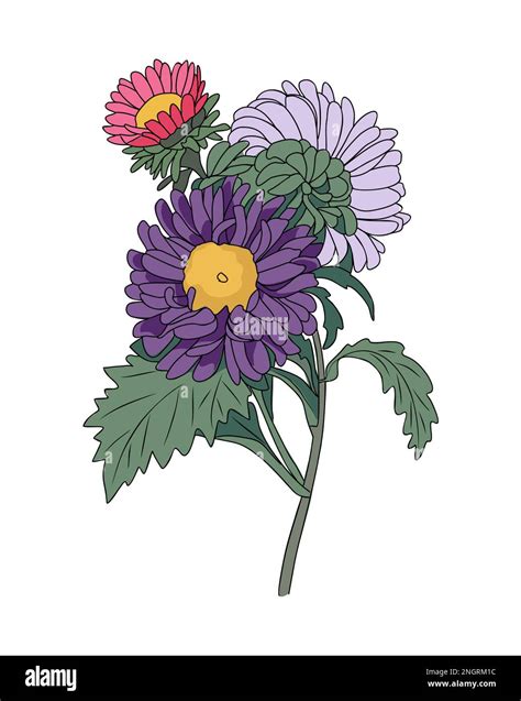 Aster September birth month flower vector art Stock Vector Image & Art ...