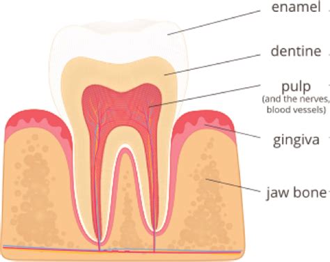 Townsville Endodontics