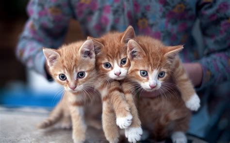 Lovely Kittens Photo - Wallpaper, High Definition, High Quality, Widescreen