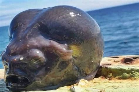 Image result for Alien Eating Fish
