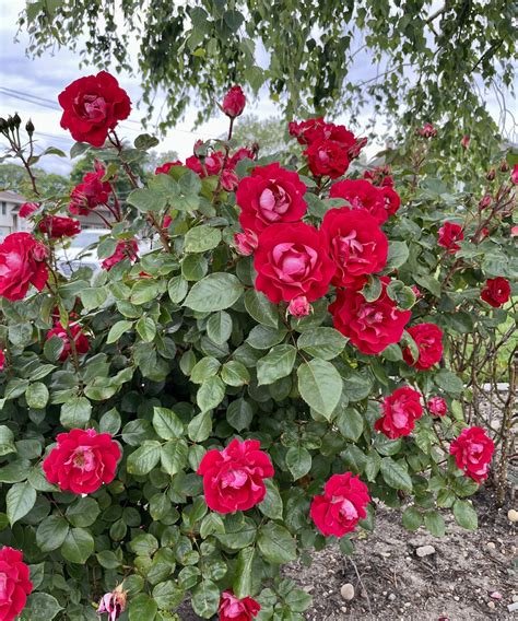 When and how to prune Knock Out roses: expert trimming tips | Homes and ...