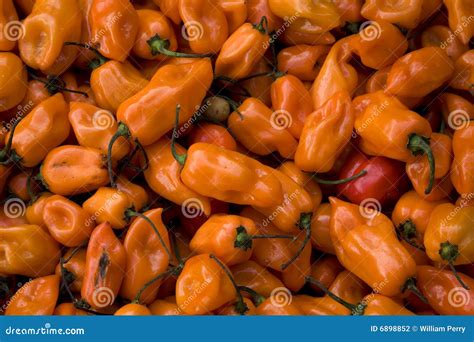 Spicy Halloween Bright Orange Habanero Peppers Stock Photo - Image of ...