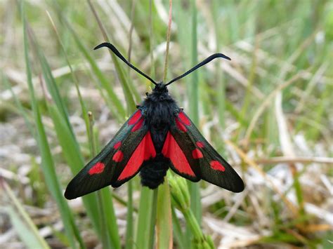 Separating the Burnets and Cinnabar – Butterfly Conservation Ireland
