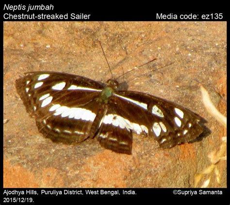 Neptis jumbah | Butterfly