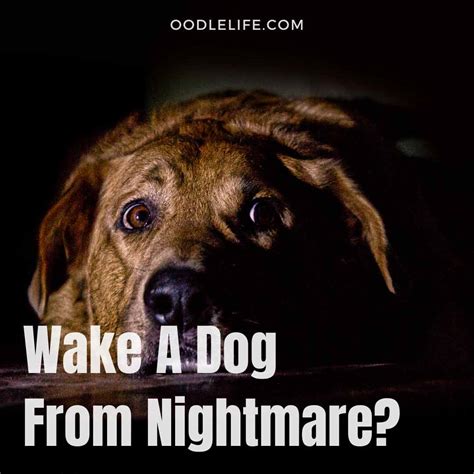 Image result for Cockapoo vs Goldendoodle