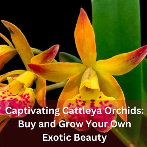 Captivating Cattleya Orchids: Buy and Grow Your Own Exotic Beauty ...