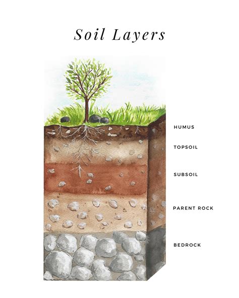 Layers of soil worksheet lovely soil profile worksheet projects to try ...