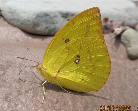 Catopsilia pomona pomona | Butterfly