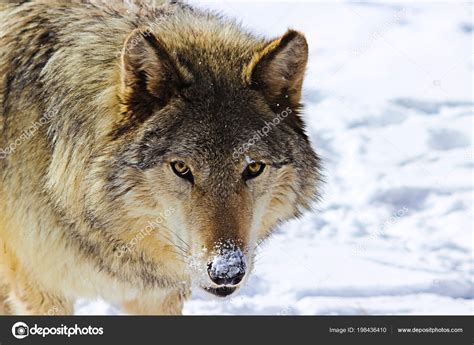 Alpha Male Wolf The Grey