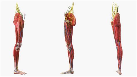 Young Man Anatomy Right Leg 3D Model $139 - .3ds .blend .c4d .fbx .max .ma .lxo .obj - Free3D