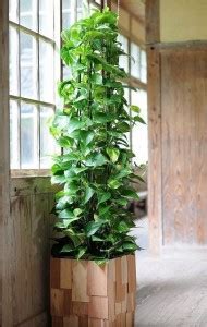planttrrarum Money Plant Price in India - Buy planttrrarum Money Plant ...