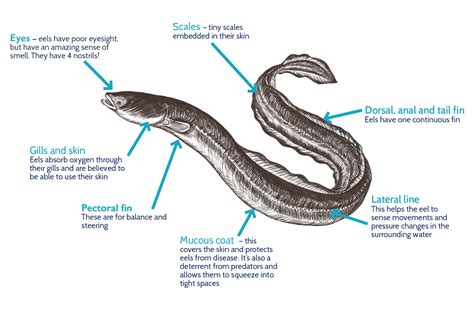 Complex Life Cycle of an Eel – Thames Rivers Trust