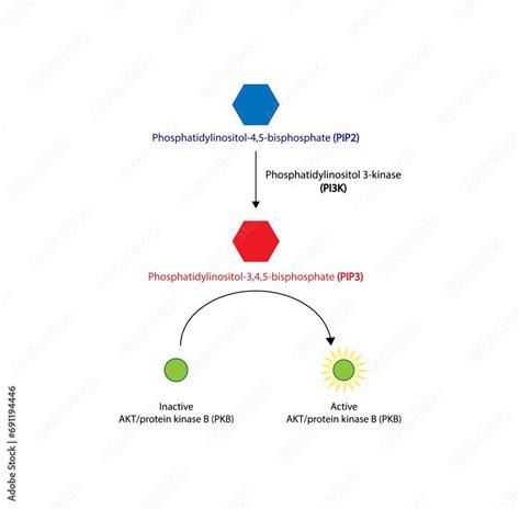 Image result for Pi PIP2 PIP3