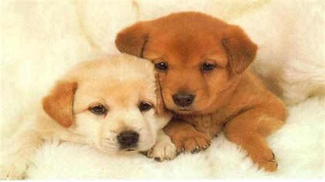 Cute Baby Puppies Wallpapers - Top Free Cute Baby Puppies Backgrounds ...