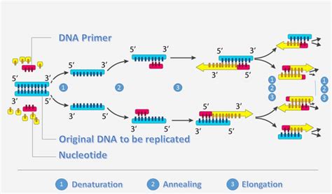 Image result for Two-Step RT-PCR Run