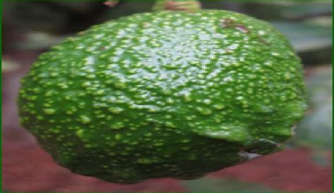 https://mail.intagri.com/assets/images/articulos/categoria1/Fitosanidad/trips-en-aguacate/determinacion-frutos.jpg