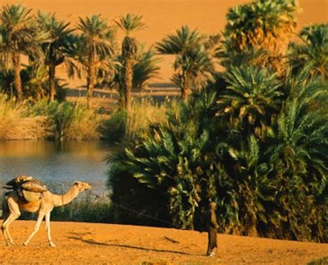 Sahara Desert Animals Information | Blog Free Download Games