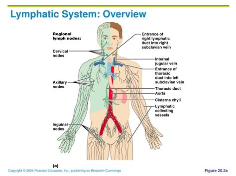Lymphatic System Overview 的图像结果