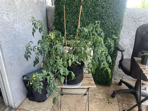 tomato plant won't stop drooping? : r/vegetablegardening