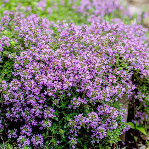 Purple Creeping Thyme - Thymus Serpyllum Herb Seeds, Magic Carpet ...