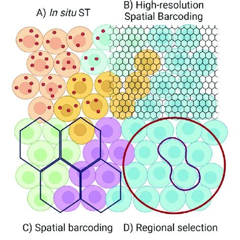 Image result for Spatial Transcriptomics Methods