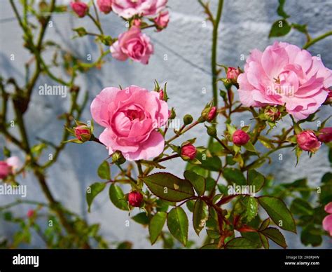 Pink climbing rose Stock Photo - Alamy