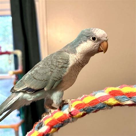 Blue Quaker Parrot