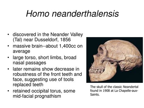 Image result for Ardipithecus Ramidus Discovery