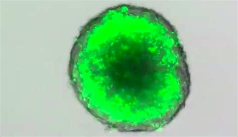 Biotechnology Using Bacteria 的图像结果