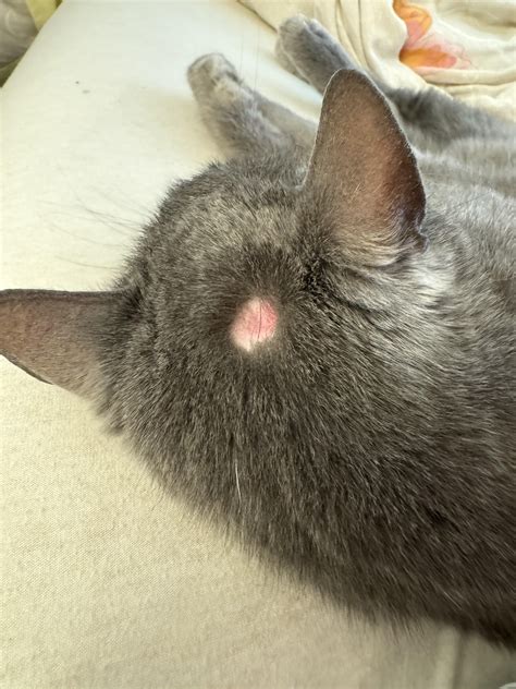 Bald spot on cat’s head : r/CATHELP