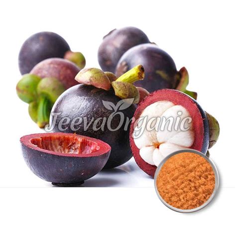 Mangosteen Extract Powder Supplier | Bulk Mangosteen Extract Supplier