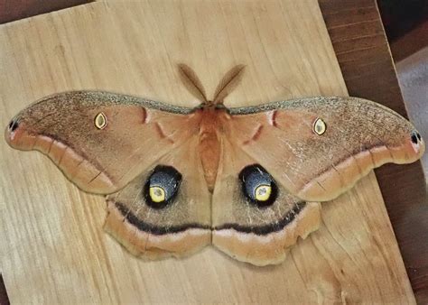Antheraea polyphemus (Polyphemus Moth) – 10,000 Things of the Pacific ...